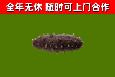 双清回收海参干